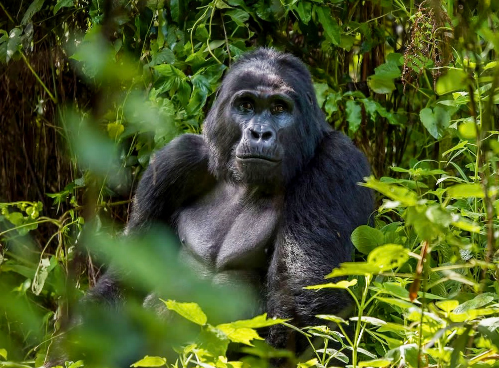 16-days-gorilla-trekking-safari-package 16-days-gorilla-trekking-safari-package
